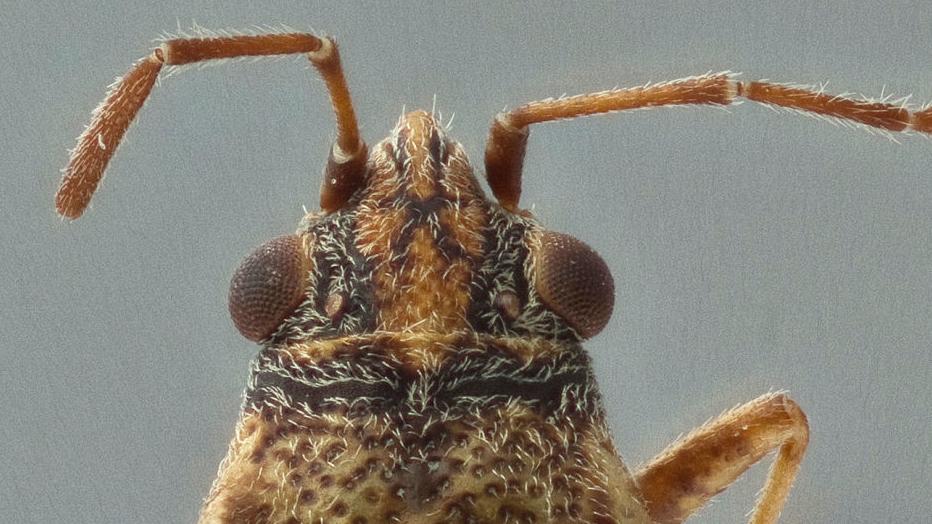 Worried about that huge group of tiny bugs on your wall? It's a chinch